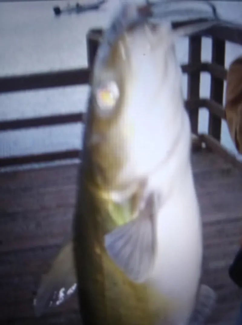 Johnamy Tester's Catfish Story from TN. - Catfish Pro