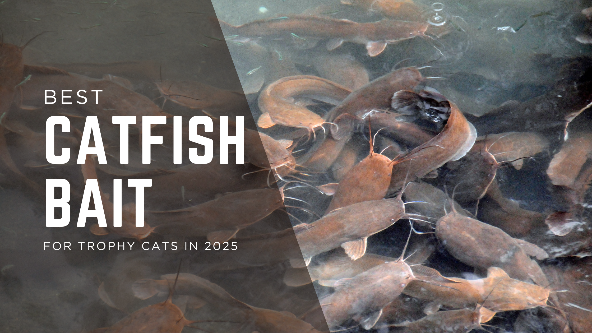 Blog banner featuring a school of catfish underwater with the text 'Best Catfish Bait for Trophy Cats in 2025', highlighting expert bait choices and tips.