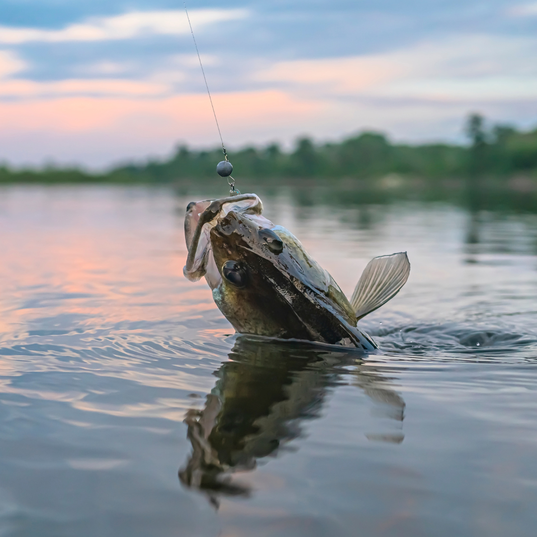 Scott Brown's Catfish Story from Lake Norman, NC