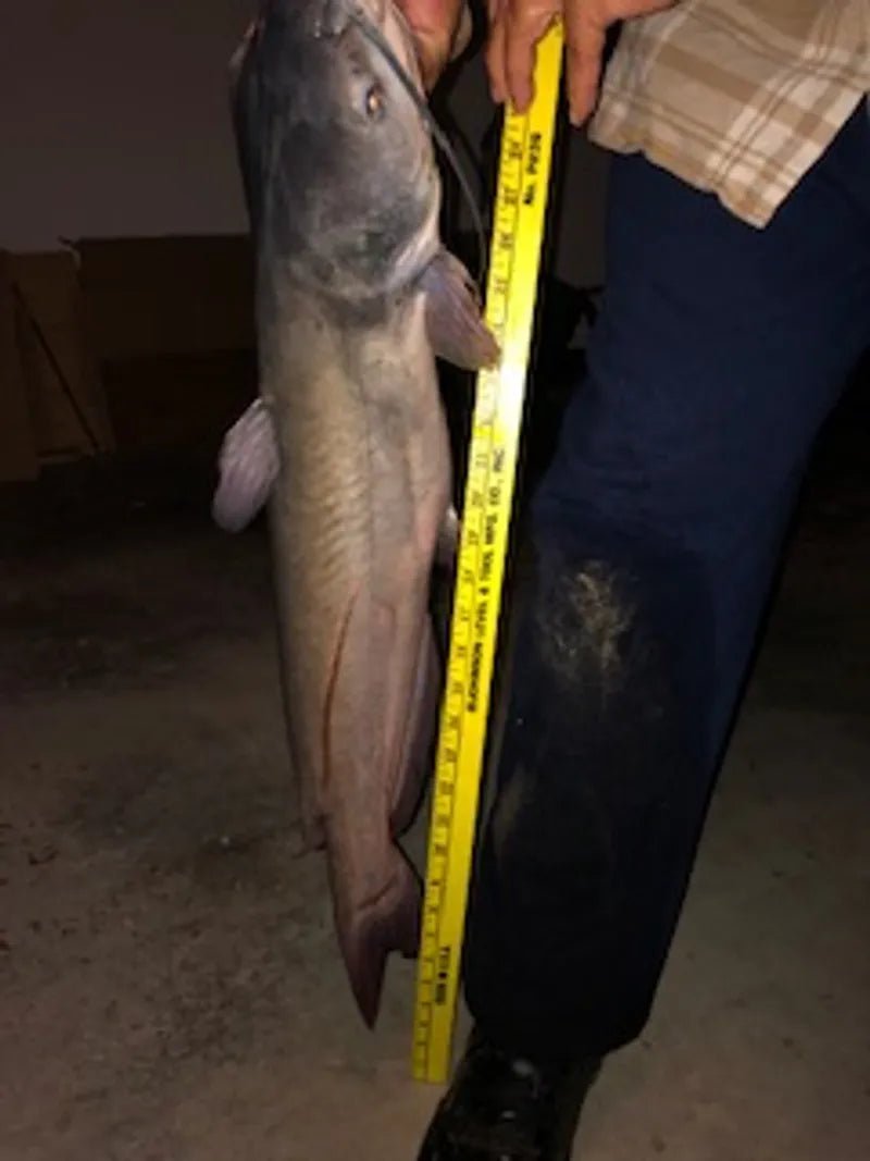 Jim Hulsey's Catfish Story from Sherwood, AR - Catfish Pro