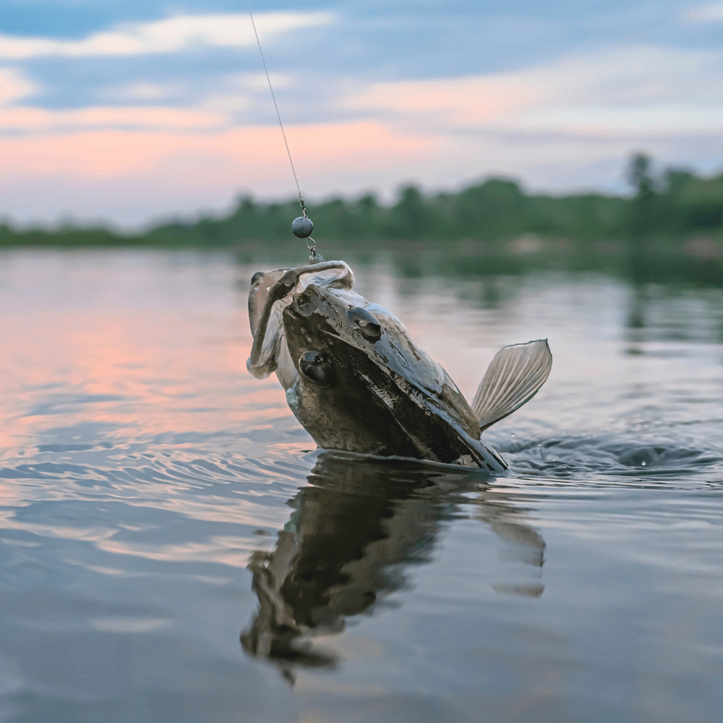 Scott Brown's Catfish Story from Lake Norman, NC - Catfish Pro
