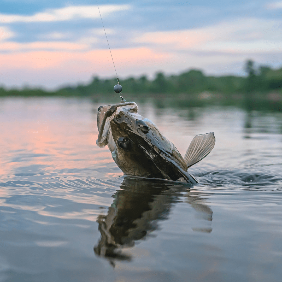 Scott Brown's Catfish Story from Lake Norman, NC - Catfish Pro