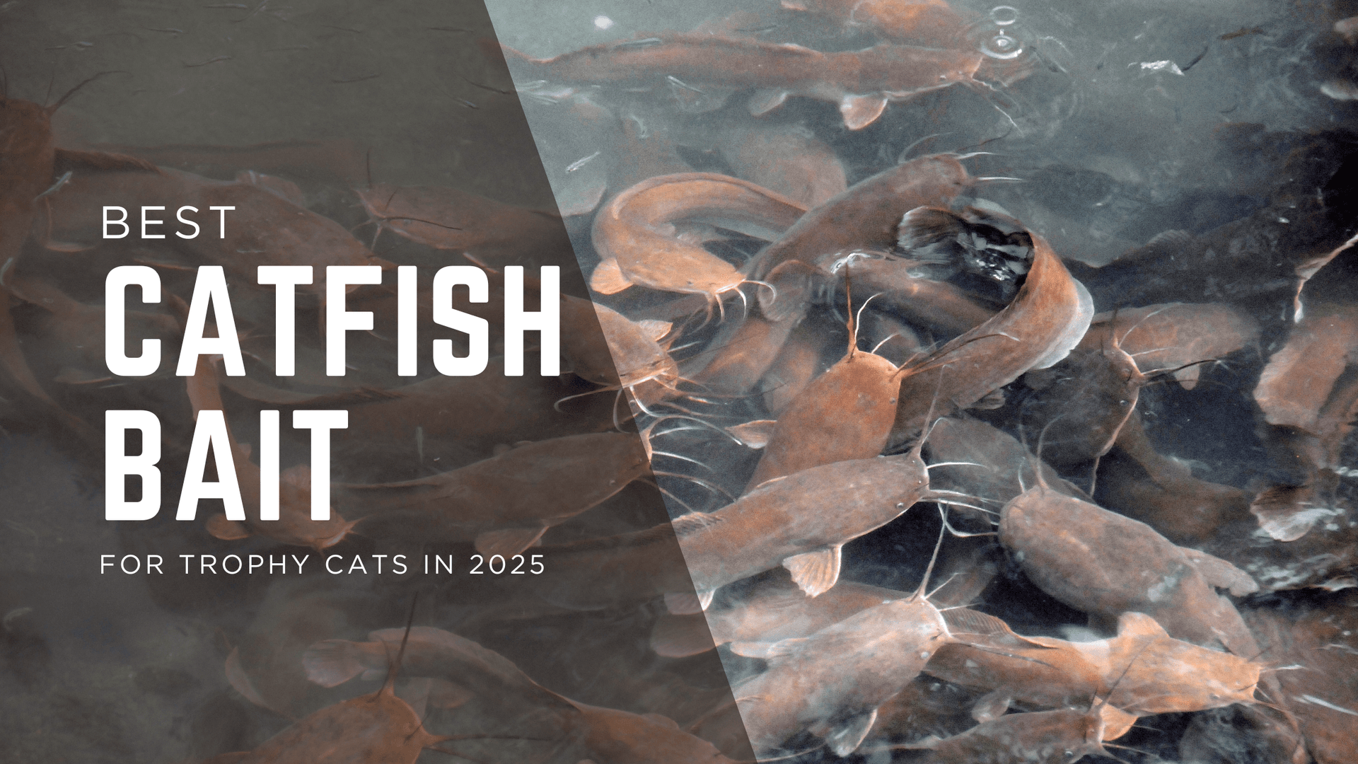 The Best Catfish Bait for Trophy Blues, Flatheads, and Channel Cats - Catfish Pro
