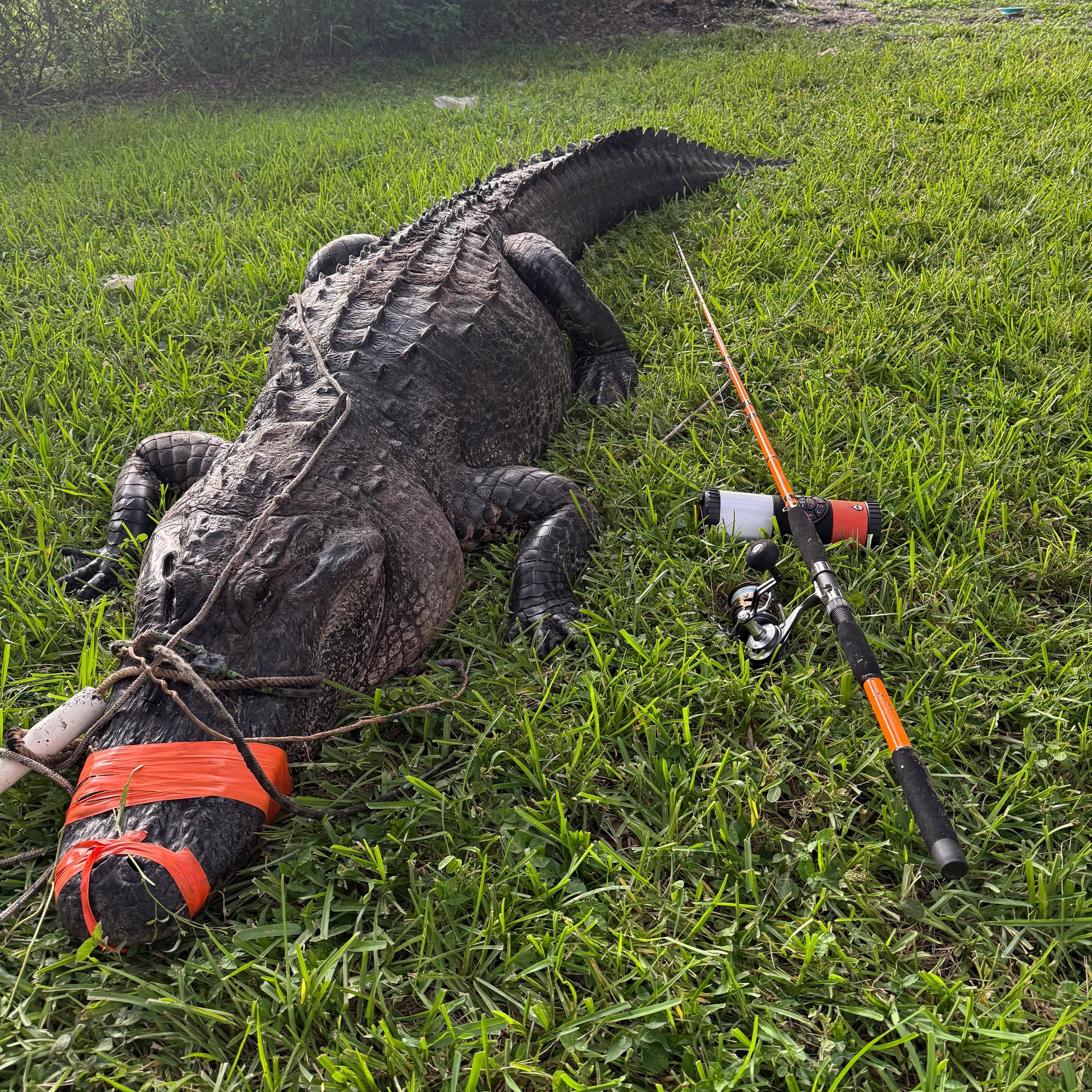 Tournament Series Spinning Rod - Catfish Pro